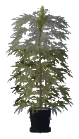 bkr_prop_weed_lrg_01a