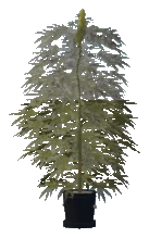 bkr_prop_weed_lrg_01b