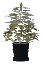 bkr_prop_weed_med_01a