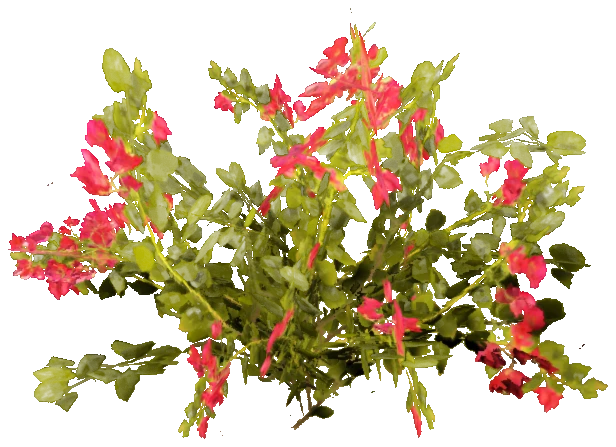 h4_prop_bush_bgnvla_sml_01
