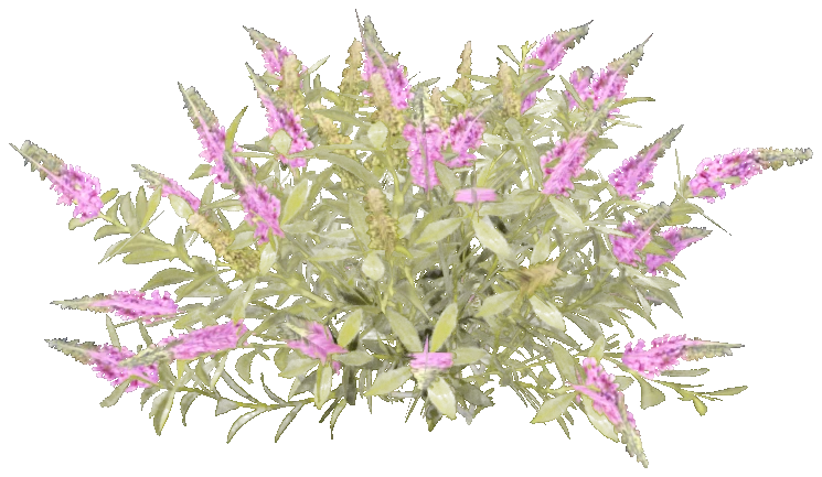 h4_prop_bush_buddleia_sml_01