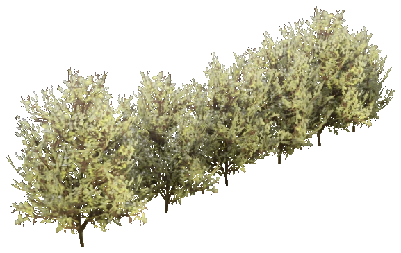 h4_prop_bush_cocaplant_01_row