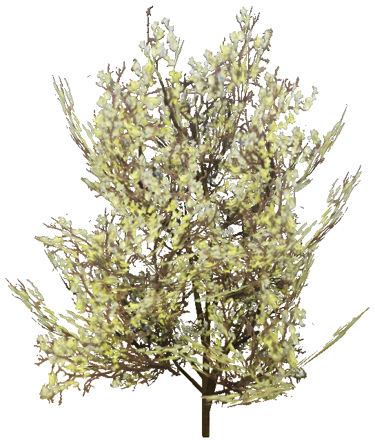 h4_prop_bush_cocaplant_01