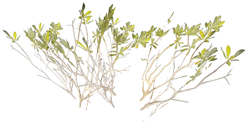 h4_prop_bush_mang_aa