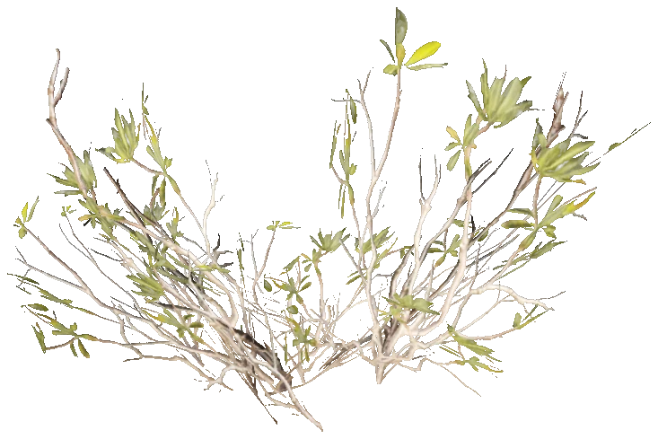 h4_prop_bush_mang_ac
