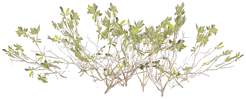 h4_prop_bush_mang_lg_aa