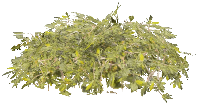 h4_prop_bush_mang_lrg_01