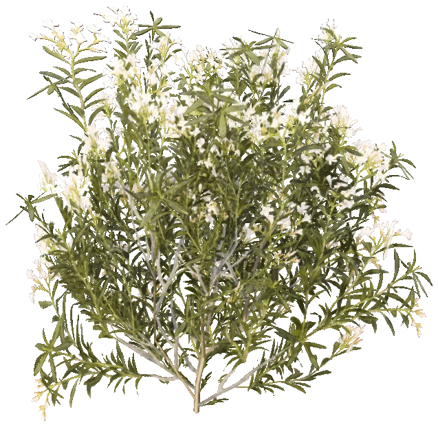 h4_prop_bush_olndr_white_lrg