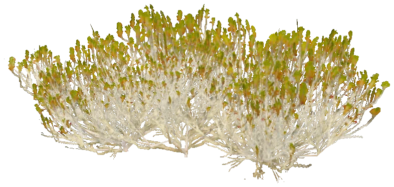 h4_prop_bush_rosemary_lrg_01