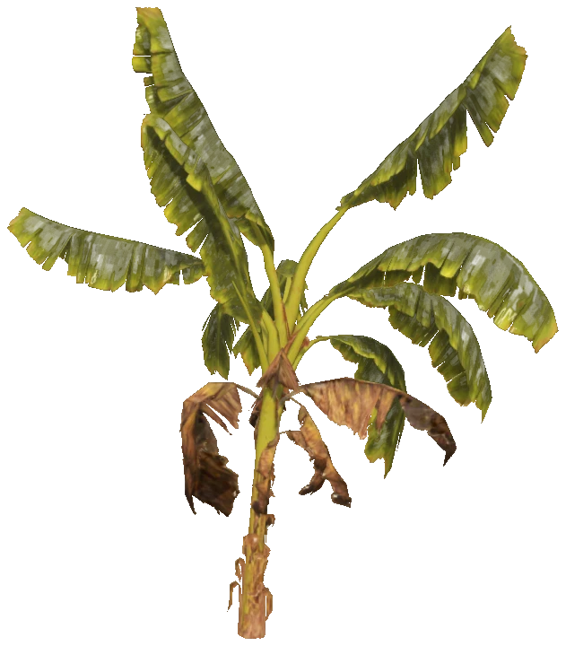 h4_prop_tree_banana_med_01
