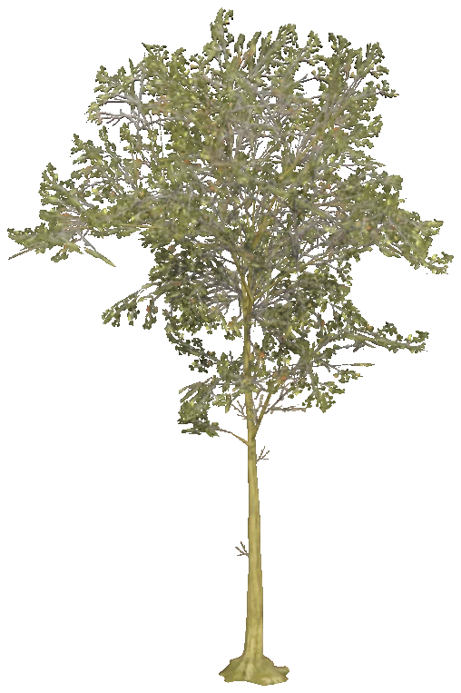 h4_prop_tree_beech_lrg_if_01
