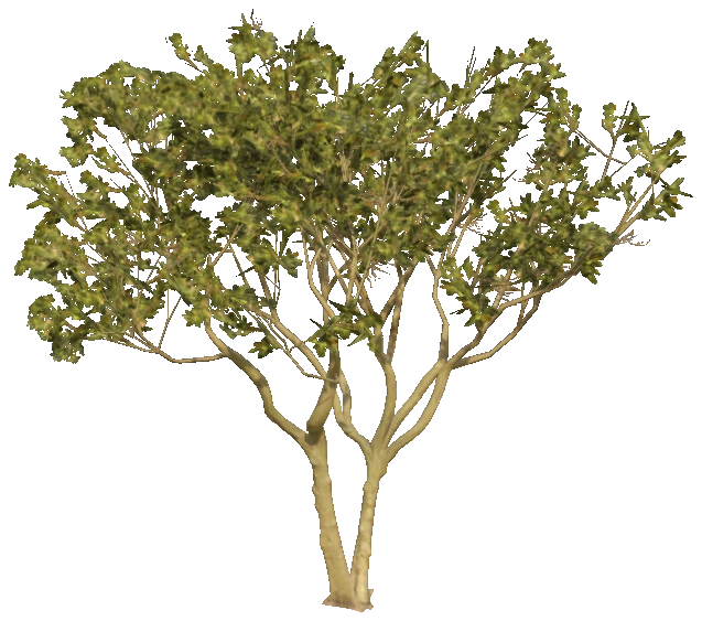 h4_prop_tree_blk_mgrv_lrg_01