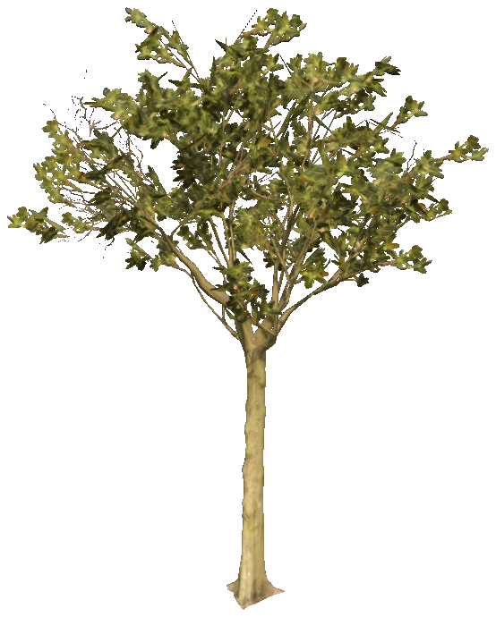 h4_prop_tree_blk_mgrv_lrg_02