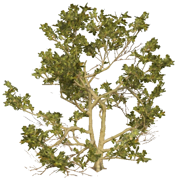h4_prop_tree_blk_mgrv_med_01