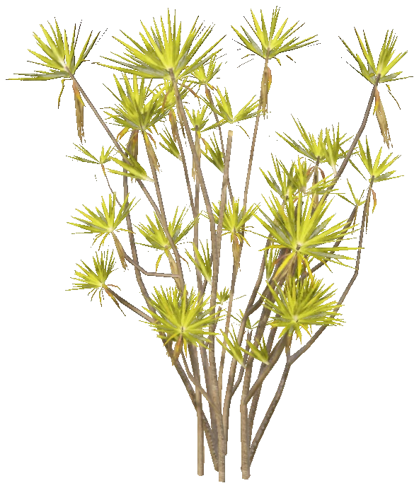 h4_prop_tree_dracaena_lrg_01