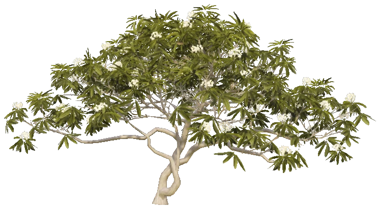h4_prop_tree_frangipani_lrg_01