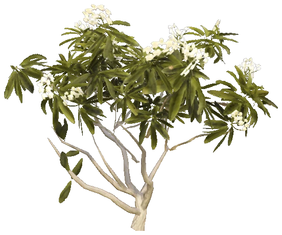h4_prop_tree_frangipani_med_01