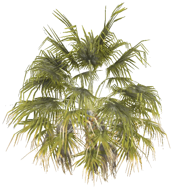 h4_prop_tree_palm_thatch_01