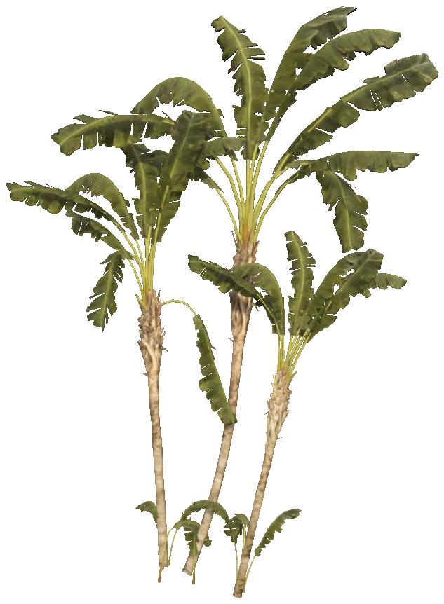 h4_prop_tree_palm_trvlr_03