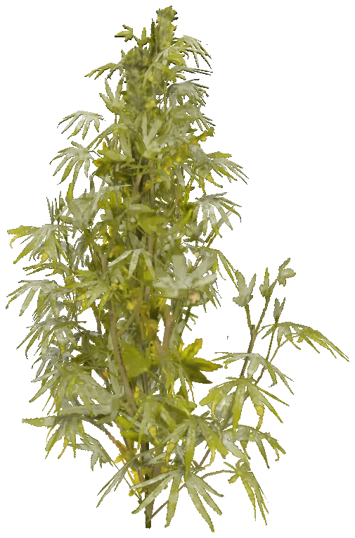 h4_prop_weed_01_plant