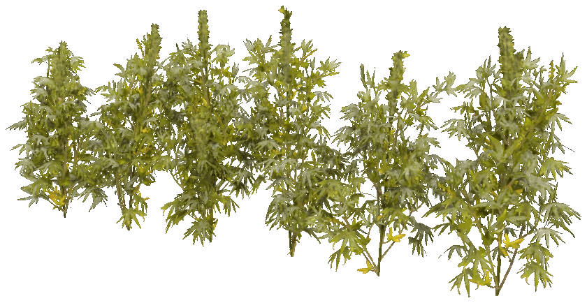 h4_prop_weed_01_row