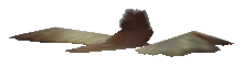 ng_proc_leaves05