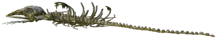 p_seabed_whalebones