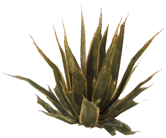 prop_agave_02