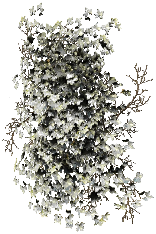 prop_bush_ivy_01_1m