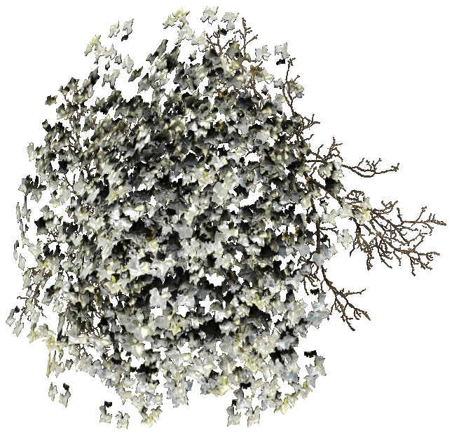 prop_bush_ivy_01_2m