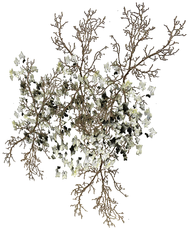 prop_bush_ivy_01_bk