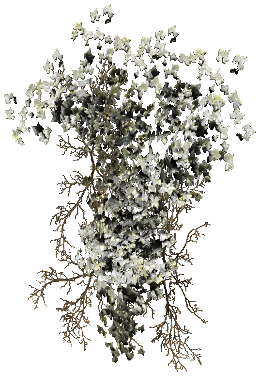 prop_bush_ivy_01_pot