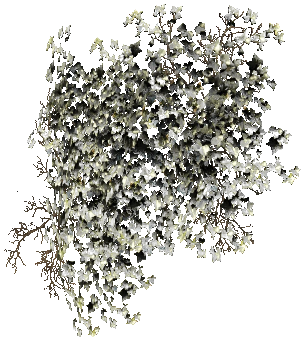 prop_bush_ivy_01_r
