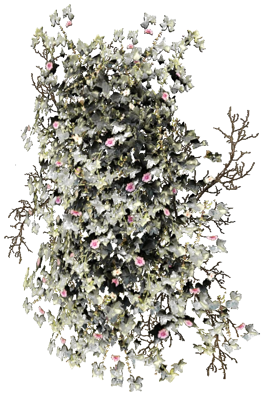 prop_bush_ivy_02_1m