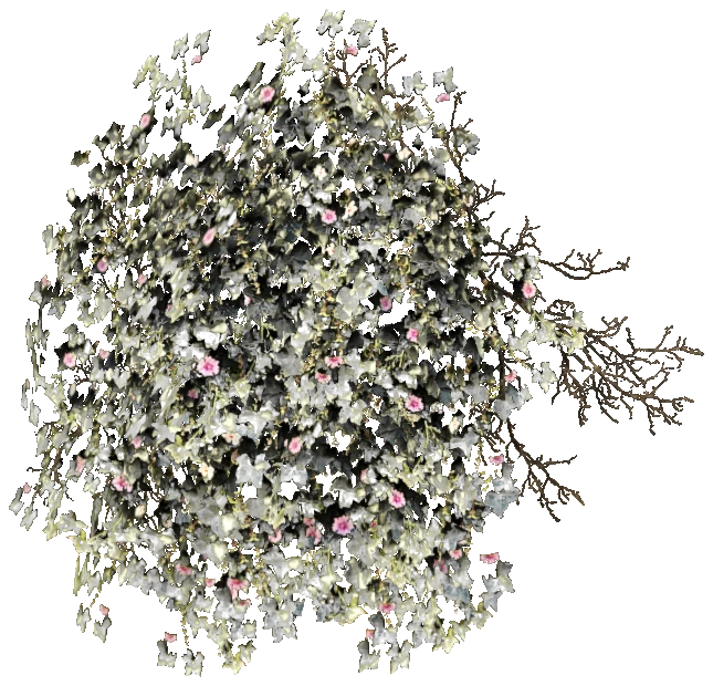 prop_bush_ivy_02_2m
