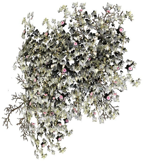 prop_bush_ivy_02_r