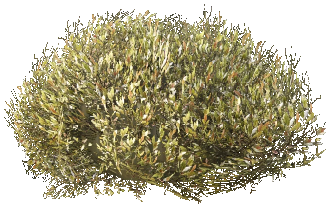 prop_bush_lrg_01b