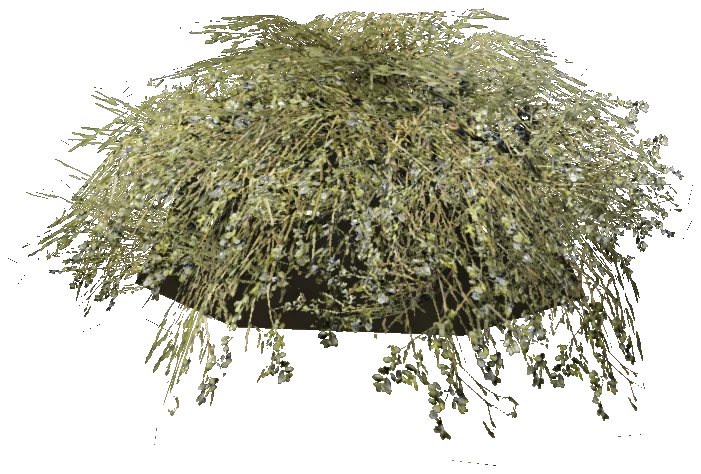 prop_bush_lrg_01d
