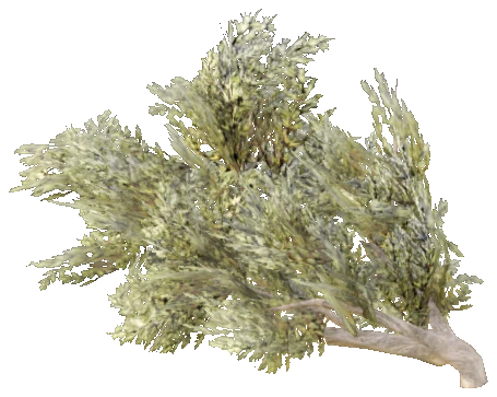 prop_bush_lrg_02