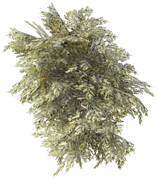 prop_bush_lrg_02b