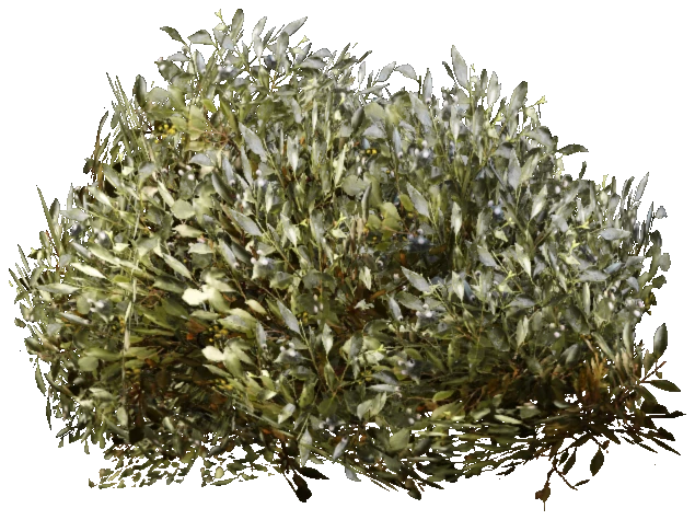 prop_bush_lrg_03
