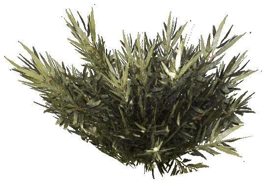 prop_bush_med_01