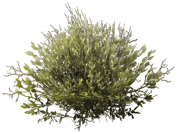prop_bush_med_03_cr