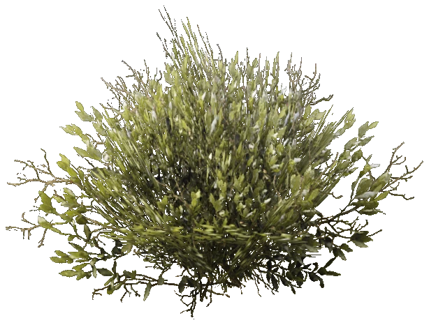 prop_bush_med_03_cr2