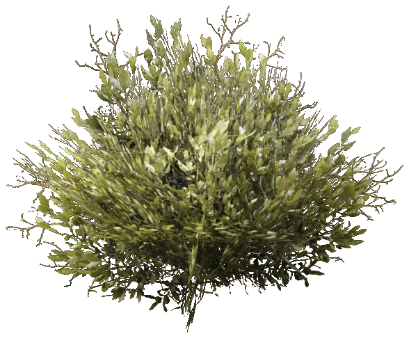 prop_bush_med_03