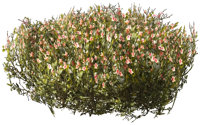 prop_bush_neat_06