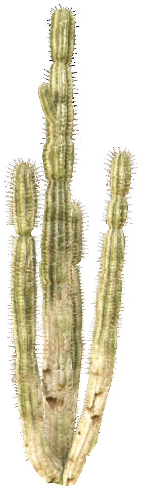 prop_cactus_01a