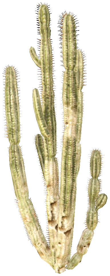 prop_cactus_01b