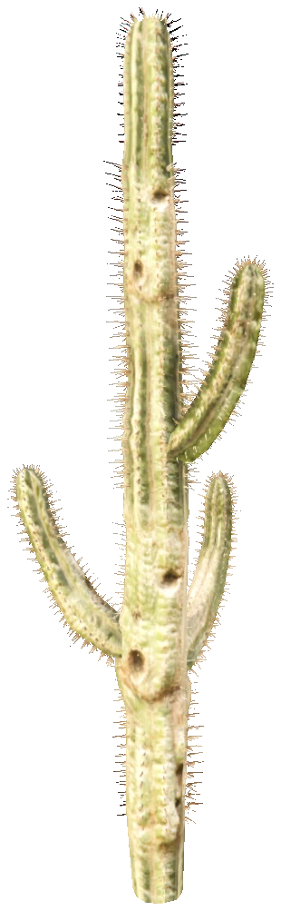 prop_cactus_01c