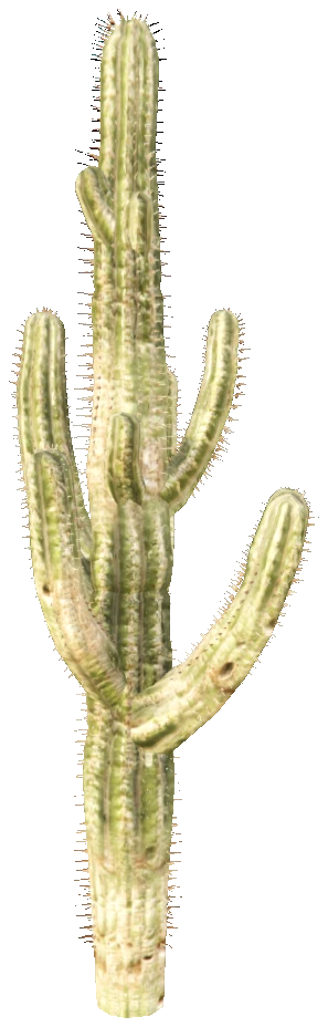 prop_cactus_01d